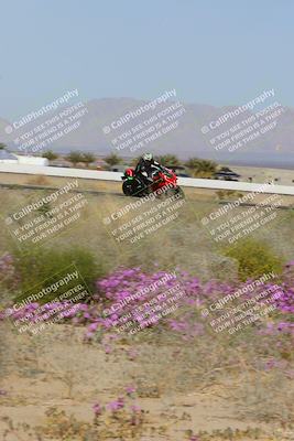 media/Feb-04-2023-SoCal Trackdays (Sat) [[8a776bf2c3]]/Turn 15 Inside Blooming (1050am)/